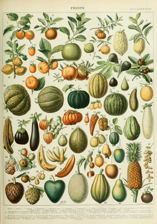 法國Grafika 19世紀百科全書：水果圖鑑｜1000片拼圖